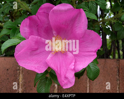 Rosa canina commonly known as the dog rose, UK Stock Photo