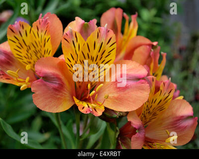 Peruvian lily (Alstroemeria aurea)