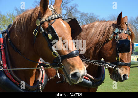 Suffolk Punch heads Stock Photo