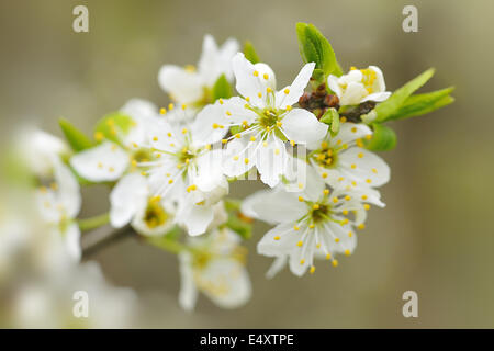Prunus spinosa Stock Photo