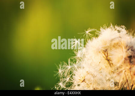 dandelion seeds Stock Photo