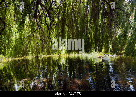 Willow tree overhanging the lake in St James's Park, Stock Photo