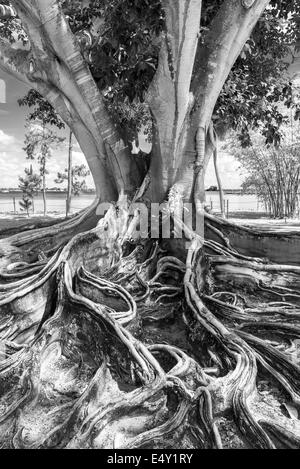 A  black and white image of a 'Banyan Tree' at the Edison & Ford Winter Estates, Fort Myers, South-West Florida, USA. Stock Photo