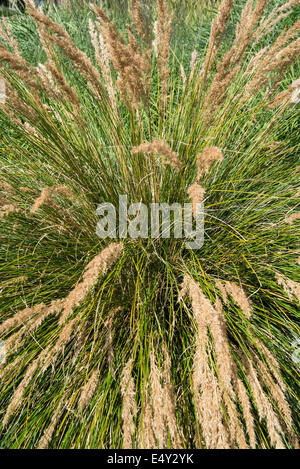 Rytidosperma macowanii grasses Stock Photo