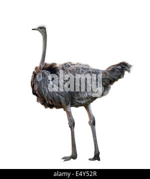 Ostrich Isolated On White Background Stock Photo