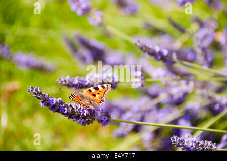 Small Tortoiseshell butterfly on lavendar Stock Photo