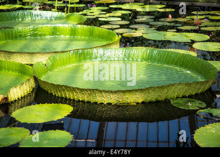 Waterlily House, Kew Royal Botanic Gardens, London, UK Stock Photo