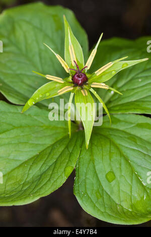 Herb Paris, One berry, Vierblättrige Einbeere, Paris quadrifolia Stock Photo