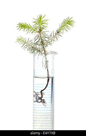 Fir tree in test tube Stock Photo