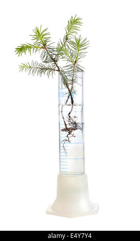 Fir tree in test tube Stock Photo