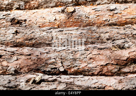 Pine logs horizontal view Stock Photo