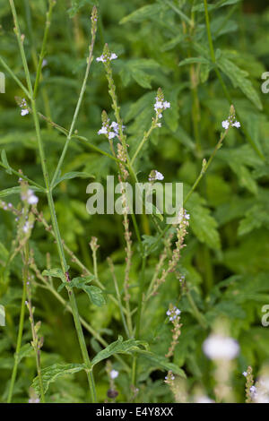 Common Vervain, Common Verbena, Simpler´s Joy, Turkey Grass, Echtes Eisenkraut, Taubenkraut, Sagenkraut, Verbena officinalis Stock Photo