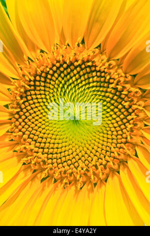 sunflower closeup Stock Photo