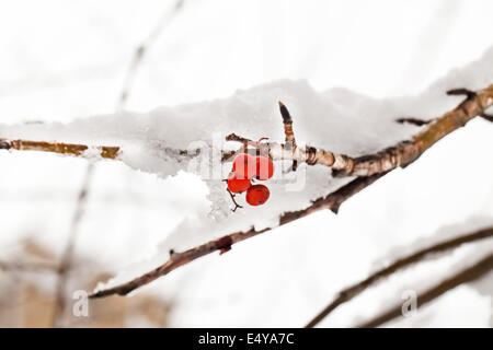 Red berries of rowan tree under snow Stock Photo