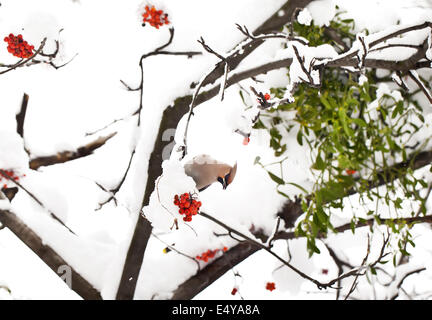 Waxwing on ashberry tree branch in winter Stock Photo