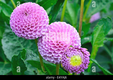 Purple Dahlias Stock Photo