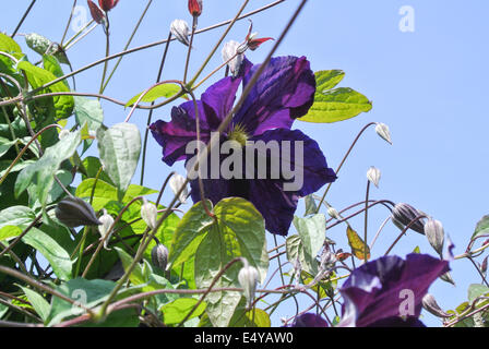 Clematis 'Viola' Stock Photo