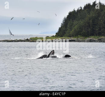 Humpback Whales  Feeding Stock Photo