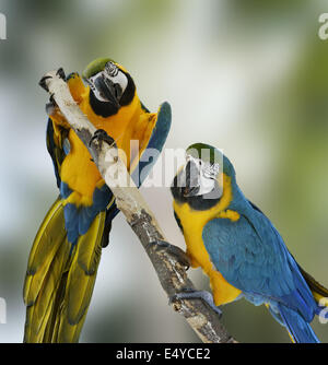 Blue Macaw Parrots Stock Photo