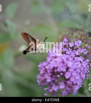 Hummingbird Moth Stock Photo