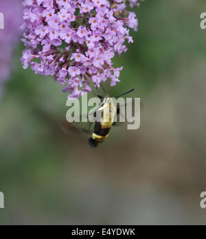 Hummingbird Moth Stock Photo