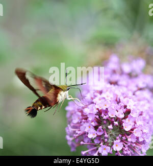 Hummingbird Moth Stock Photo