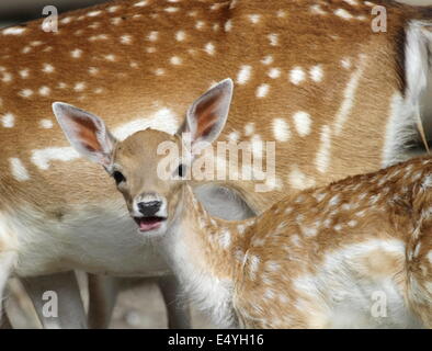 Chital deer mother and child Stock Photo