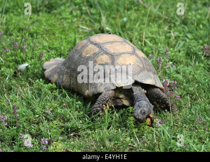 Hermann's tortoise eating Stock Photo