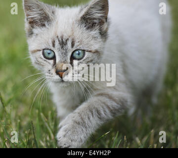 Young Cat Walking On Grass Stock Photo