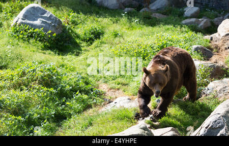 Brown bear is posing on the rock. Stock Photo