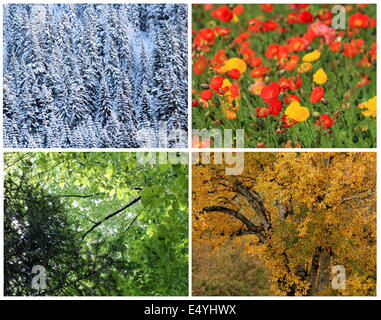 Collage Seasons All Season Seasons One Stock Photo 1571171767