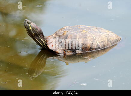 Red eared slider turtle in water Stock Photo