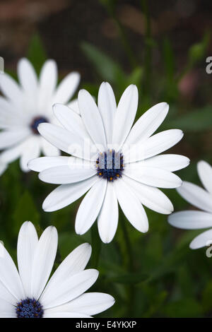 cape daisy (Osteospermum ecklonis) in a flowerbed Stock Photo - Alamy