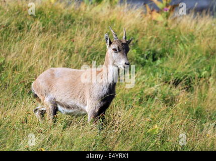 Wild alpine ibex - steinbock Stock Photo
