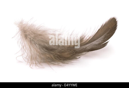 Small soft feather isolated on white Stock Photo