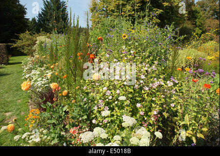 Shrub althea Stock Photo