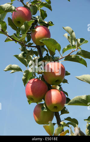 branch of ripe apples on a tree in a garden Stock Photo - Alamy