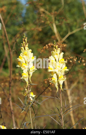 Common Toadflax Stock Photo