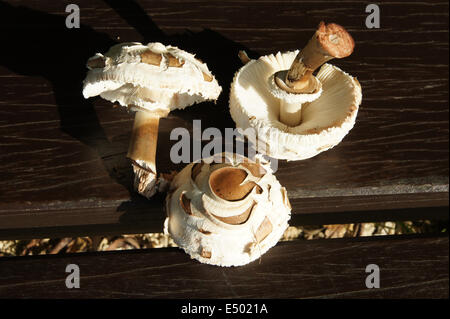 Parasol mushroom Stock Photo