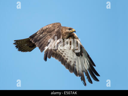 common buzzard in flight Stock Photo