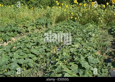 Cucumber Stock Photo