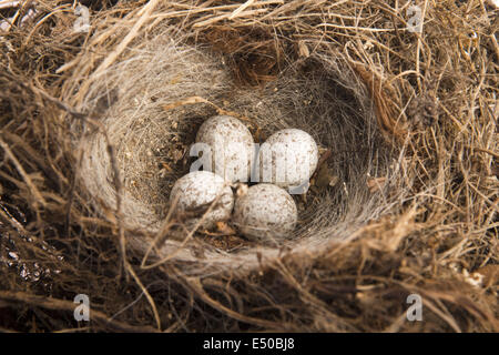 Detail of bird eggs in nest Stock Photo