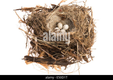 Detail of bird eggs in nest Stock Photo