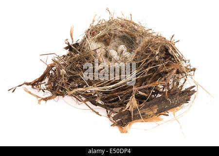 Detail of bird eggs in nest Stock Photo