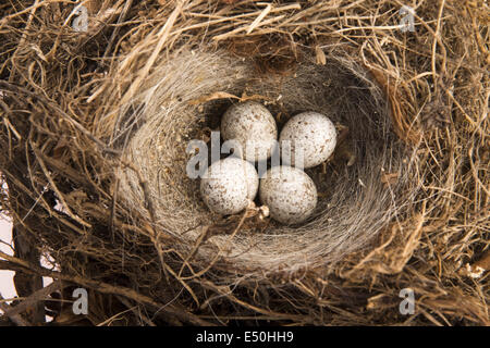 Detail of bird eggs in nest Stock Photo