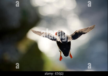 An Atlantic puffin (Fratercula arctica) flying. Stock Photo