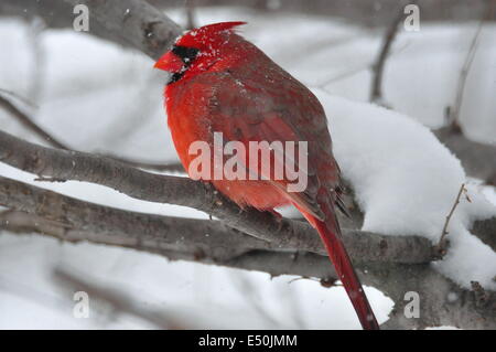 Northern Cardinal,Male,In Winter Stock Photo