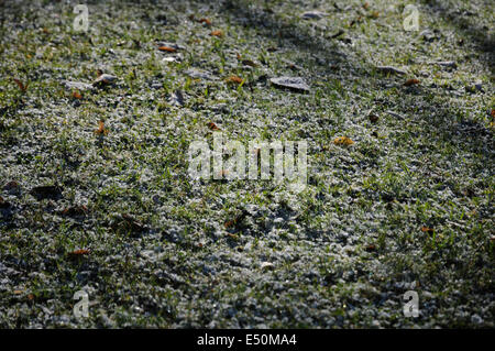 White frost on grasses Stock Photo