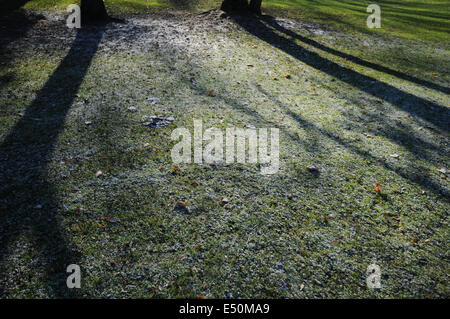 White frost on grasses Stock Photo