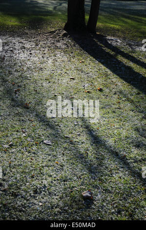 White frost on grasses Stock Photo